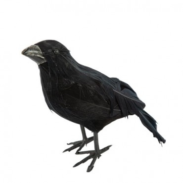 Corbeau à plumes noires