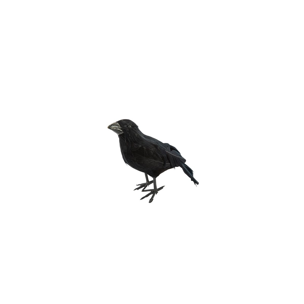 Corbeau à plumes noires