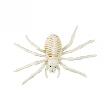 Squelette araignée