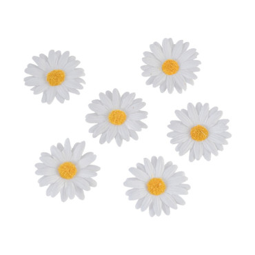 Marguerites blanches à...